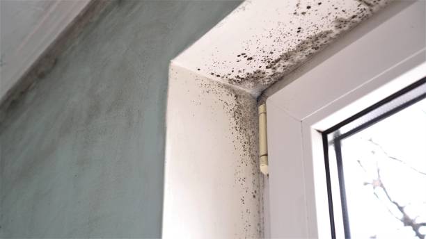 Best Residential Mold Remediation in Steelville, MO