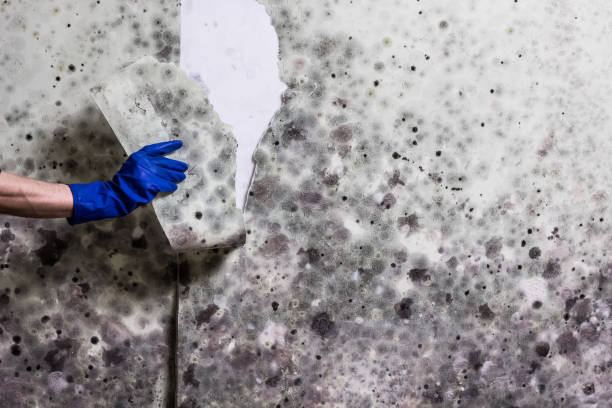 Best Post-Flood Mold Remediation in Steelville, MO