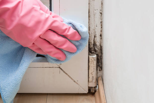 Best Health and Safety Mold Remediation in Steelville, MO